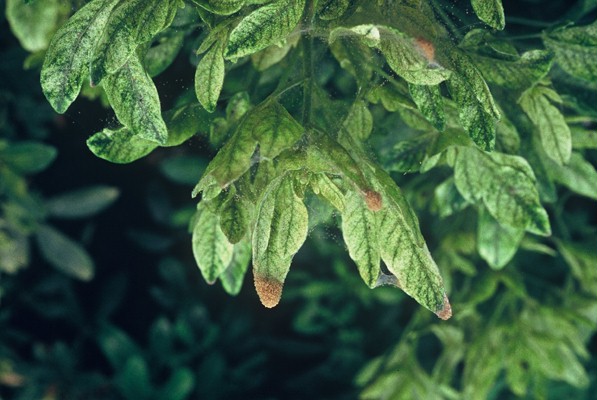 Mite accumulations and webbing. Image © ADAS Horticulture